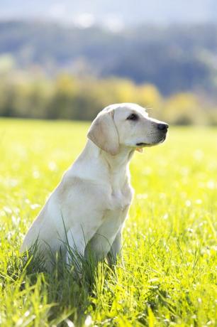 Labrador köpeği