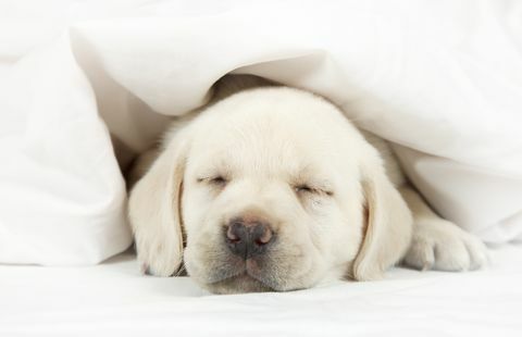 Bir yatakta uyuyan labrador yavrusu