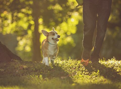 köpekle yürümek