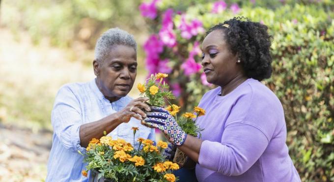 yaşlı bir afrikalı amerikalı kadın ve yetişkin kızı arka bahçede birlikte bahçecilik yapıyor anne kucağında bir tepsi portakal çiçeği tutuyor ve çiçeklerden birini kızına veriyor