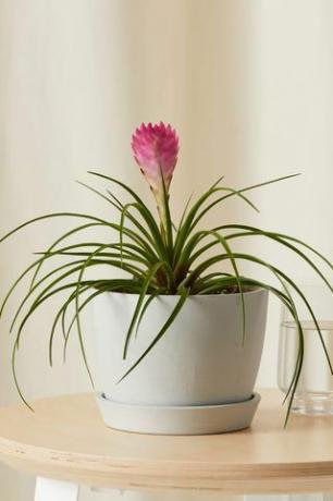 Bromeliad Yaz