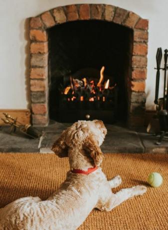 kumlu renkli köpek topuyla açık ateşin önünde yatıyor