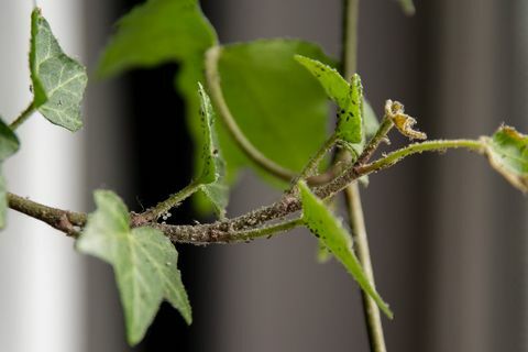 houseplant üzerinde yaprak bitleri