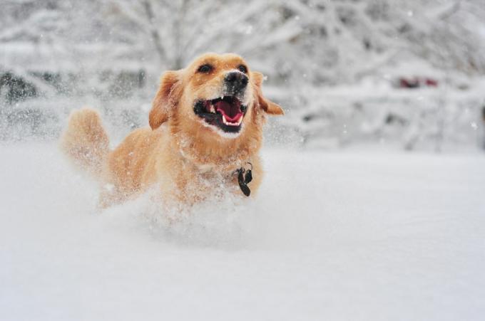 Taze kar üzerinde koşan Golden Retriever köpeği