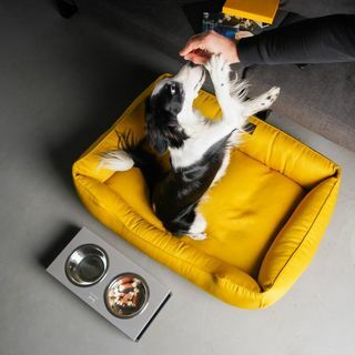 SARI Çıkarılabilir kapaklı köpek yatağı parlak köpek yuvası HARDAL XS - Köpek için Xxl boy mat, Köpek sahipleri için hediye