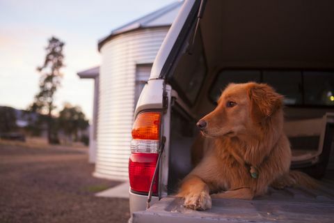 köpek açık araba çizme