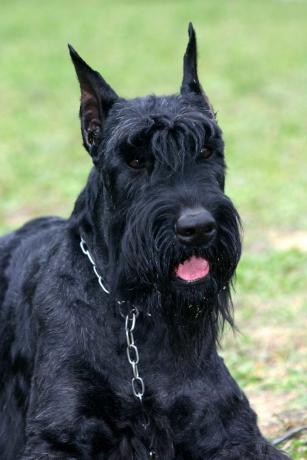 dev schnauzer - en iyi bekçi köpekleri