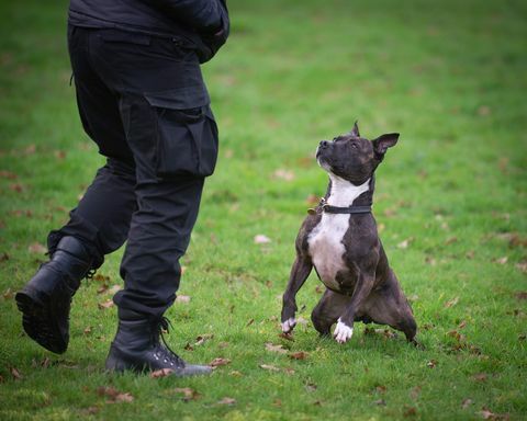 arama polis köpeği roxy