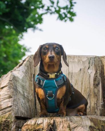 bir kütük üzerinde oturan köpek yavrusu