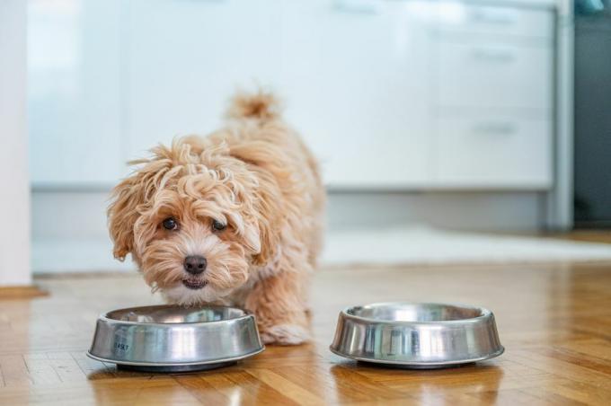 küçük sevimli maltipoo köpek yavrusu