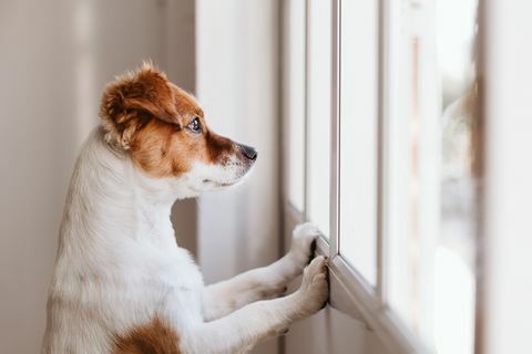 pencereden dışarı bakan köpek