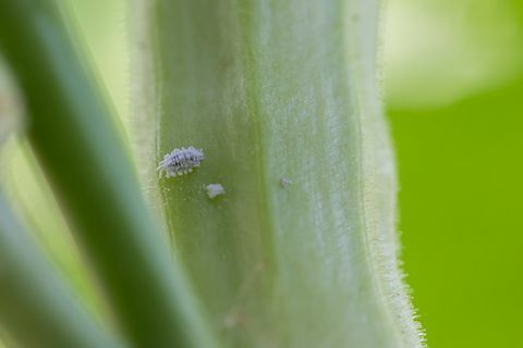 bitkinin mealybug istilası büyümesi