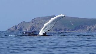 Kambur balina Cornwall