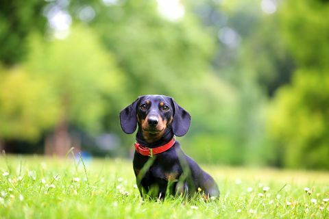 çimenlerde oturan mini daksund köpek