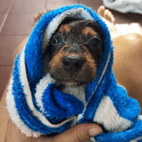 banyodaki köpekler eğlenceli görüntüler