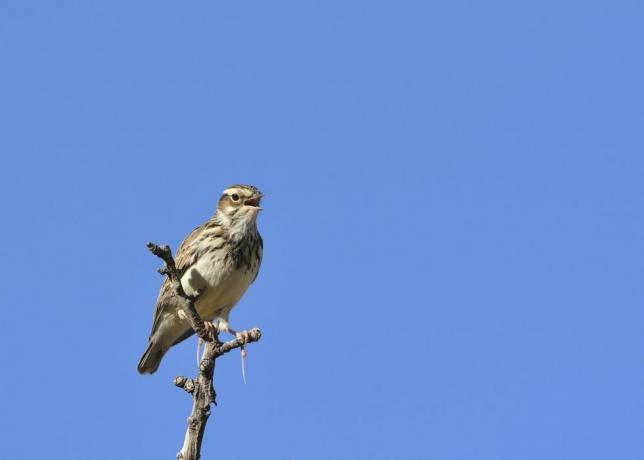 Woodlark (Lullula arborea) dalı