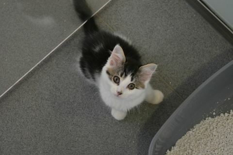 Yeni bir ev arayan kedileri kurtar - bir kediyi kurtar
