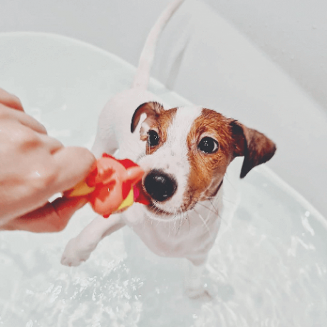 banyodaki köpekler eğlenceli görüntüler