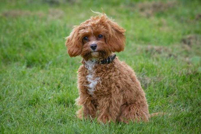 Cavapoo yavrusu