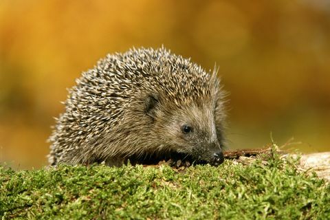 kirpi erinaceus europaeus açık havada, yakın çekim