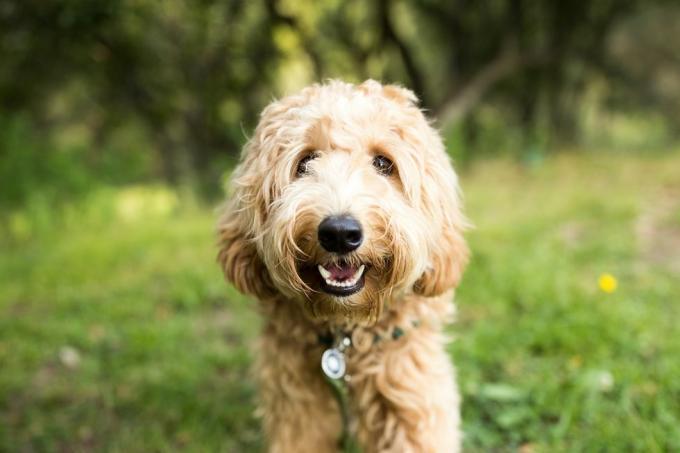 mutlu labradoodle köpek açık havada