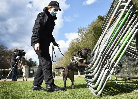 arama polis köpeği roxy