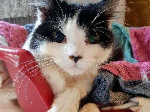 RSPCA kediler için battaniye örmek için insanlar arıyor