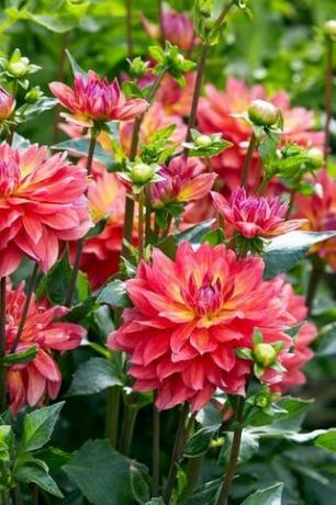 'Fire Pot' Dahlia Yumruları