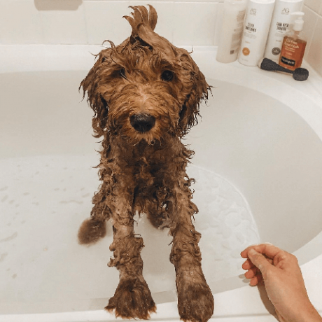 banyodaki köpekler eğlenceli görüntüler