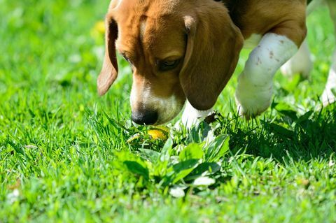 beagle köpek kokulu çiçek