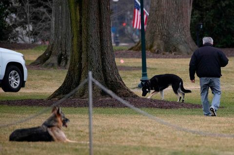 joe biden köpekler büyük şampiyon beyaz saray çim