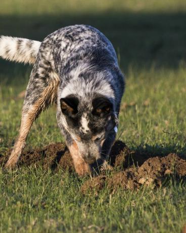 avustralya sığır köpeği blue heeler çimlerde bir delik kazıyor