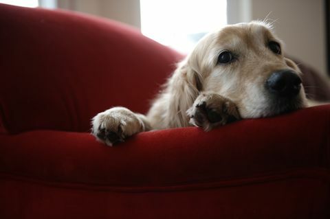 Golden retriever köpek kanepede yatan yakın çekim