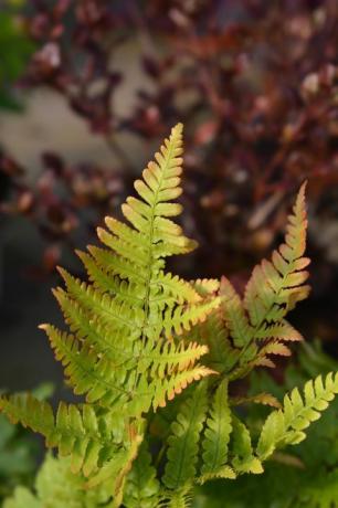 sonbahar eğreltiotu latince adı dryopteris erythrosora