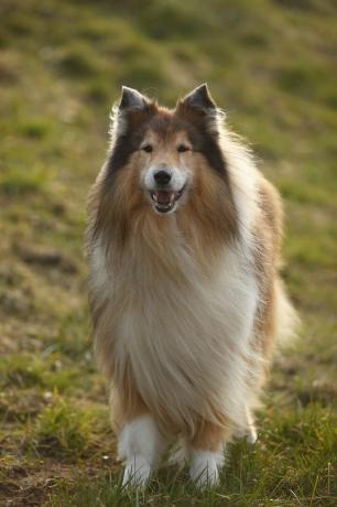 işkoç çoban köpeği