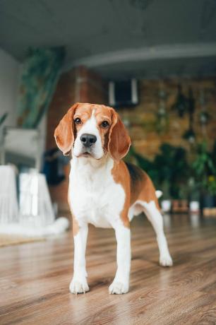 beagle köpeği