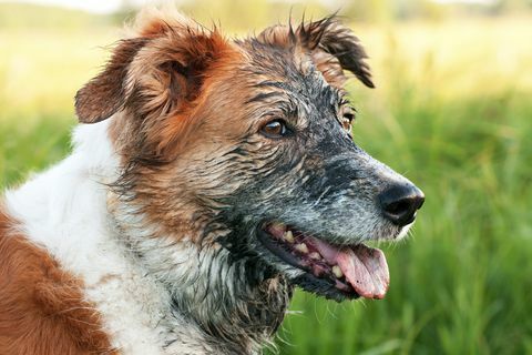 Kafa kırmızımsı beyaz köpek