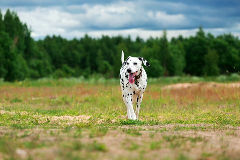 Sevimli köpek sahada çalışan