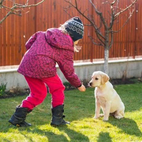 köpek yavrusu eğitim ipuçları