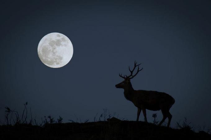 ekim ayının avcı ayını temsil eden siluetli dolunay