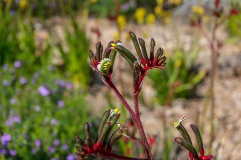 anigozanthos flavidus veya kanguru pençe bitki sarı ve kırmızı çiçekli
