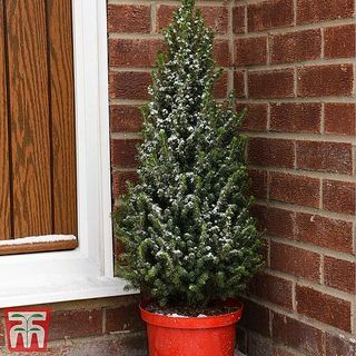 Saksılı Noel Ağacı - Picea Perfecta