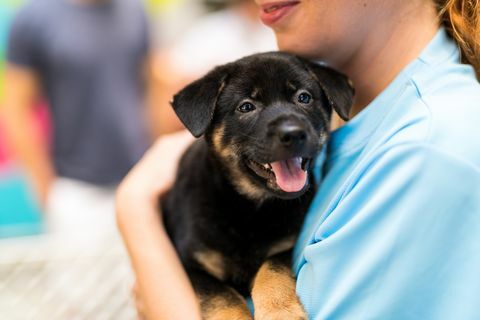 Bir köpek yavrusu tutan kadın