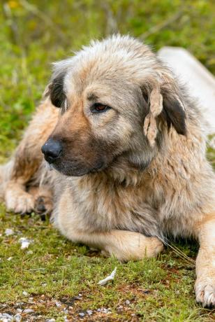 Kafkas çoban köpeği - en iyi bekçi köpekleri