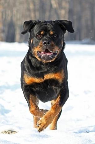 rottweiler - en iyi bekçi köpekleri