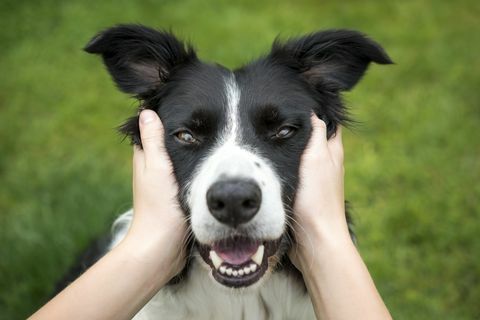 Güzel kenar kömür ocağı köpek başkanı tutan genç kız