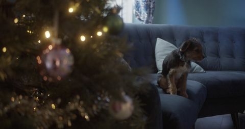 rspca yılbaşı reklamı 2021