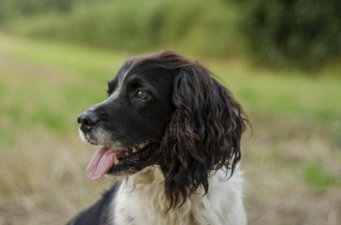 koşucular için en iyi köpek cinsi