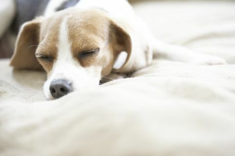 cep beagle uyku