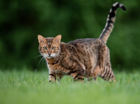 çimenli alan üzerinde duran kedi portresi